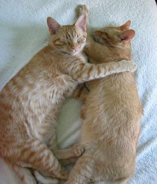 Hugging tabby cats embrace