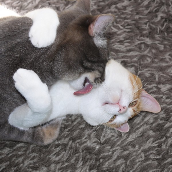 2 Cats Hug and Kiss