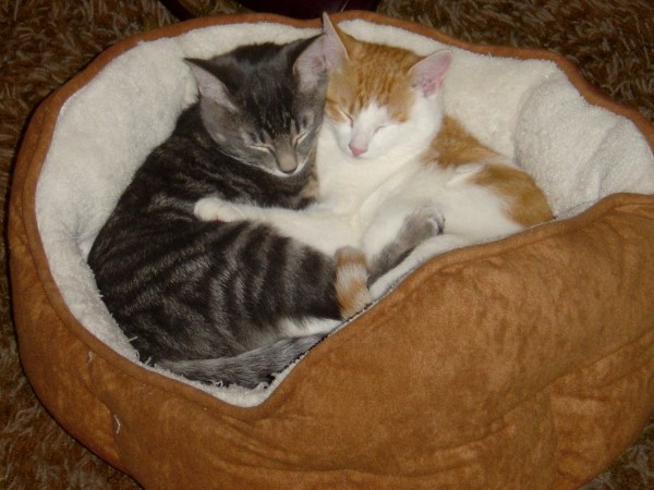 Kitties hugging