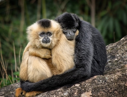 Monkeys hugging