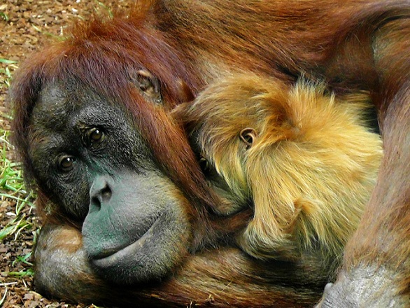 Orangutangs hugging