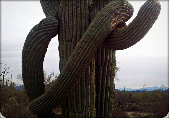 Cactus hug